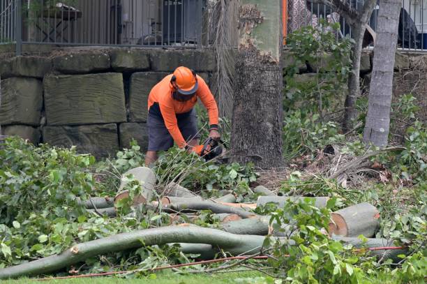 Best Tree Removal  in Sunman, IN